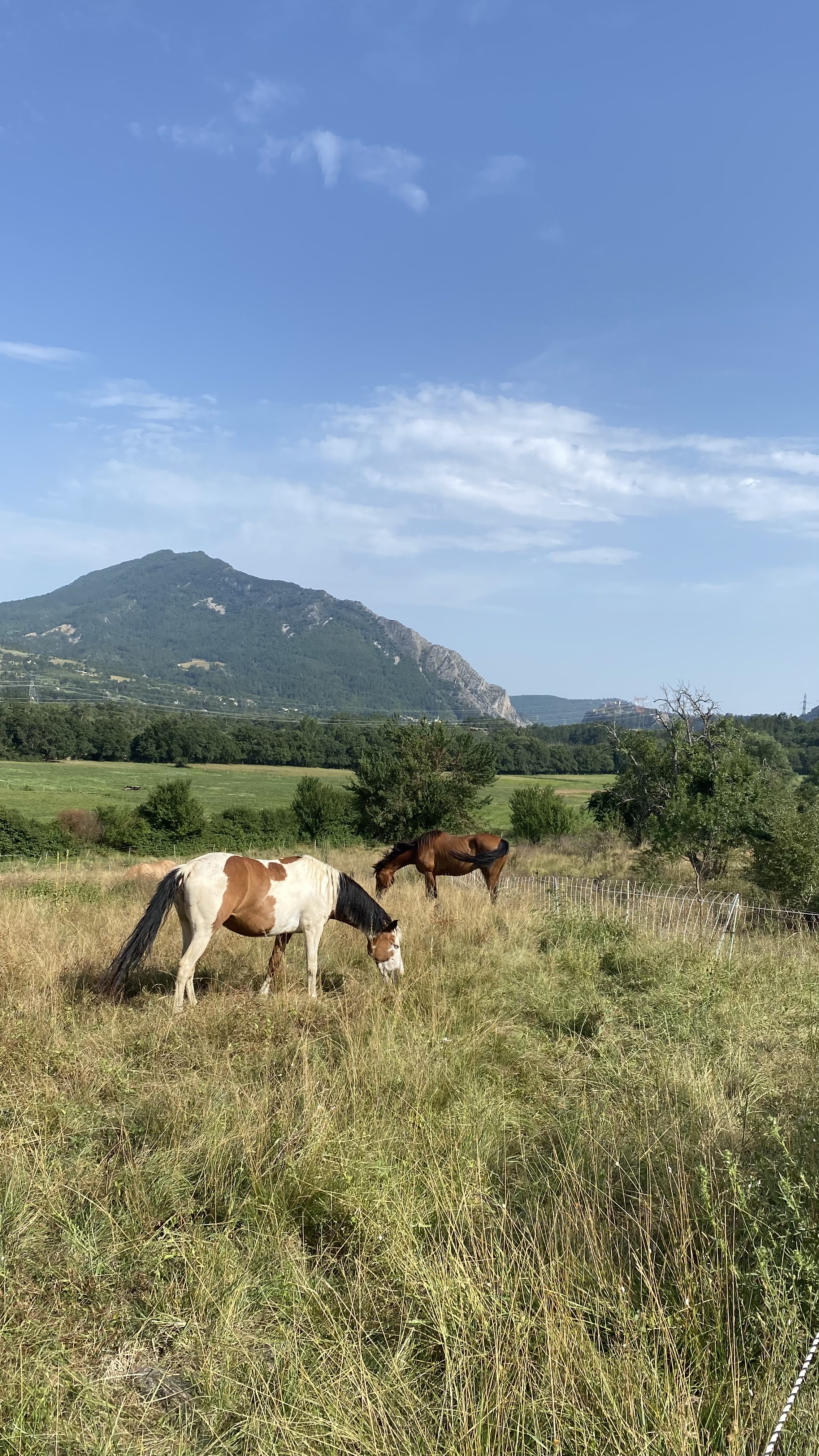 chevaux + vue