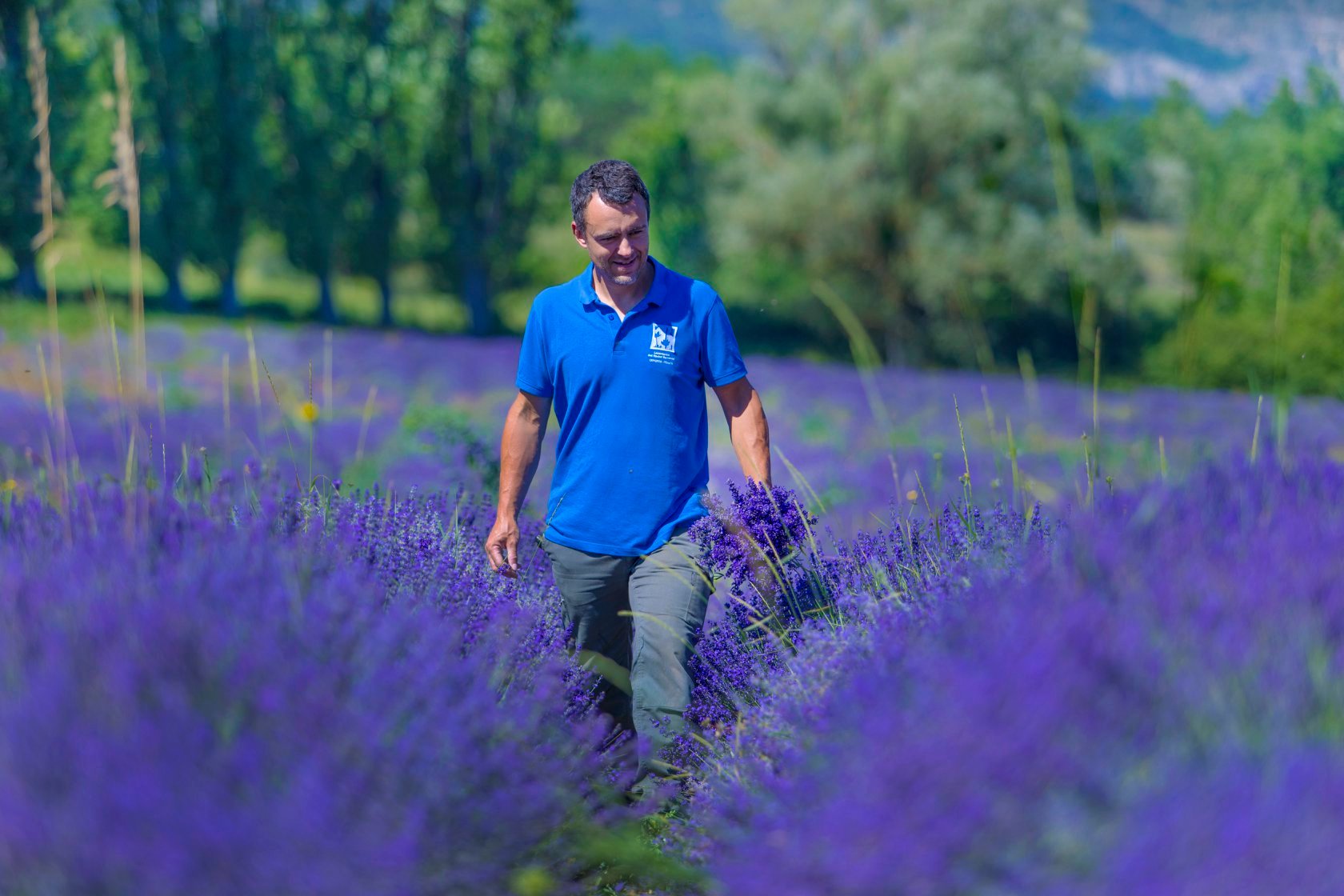 Dans les champs de lavandes en fleurs