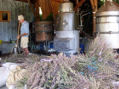 Distillation de plantes aromatiques et médicinales