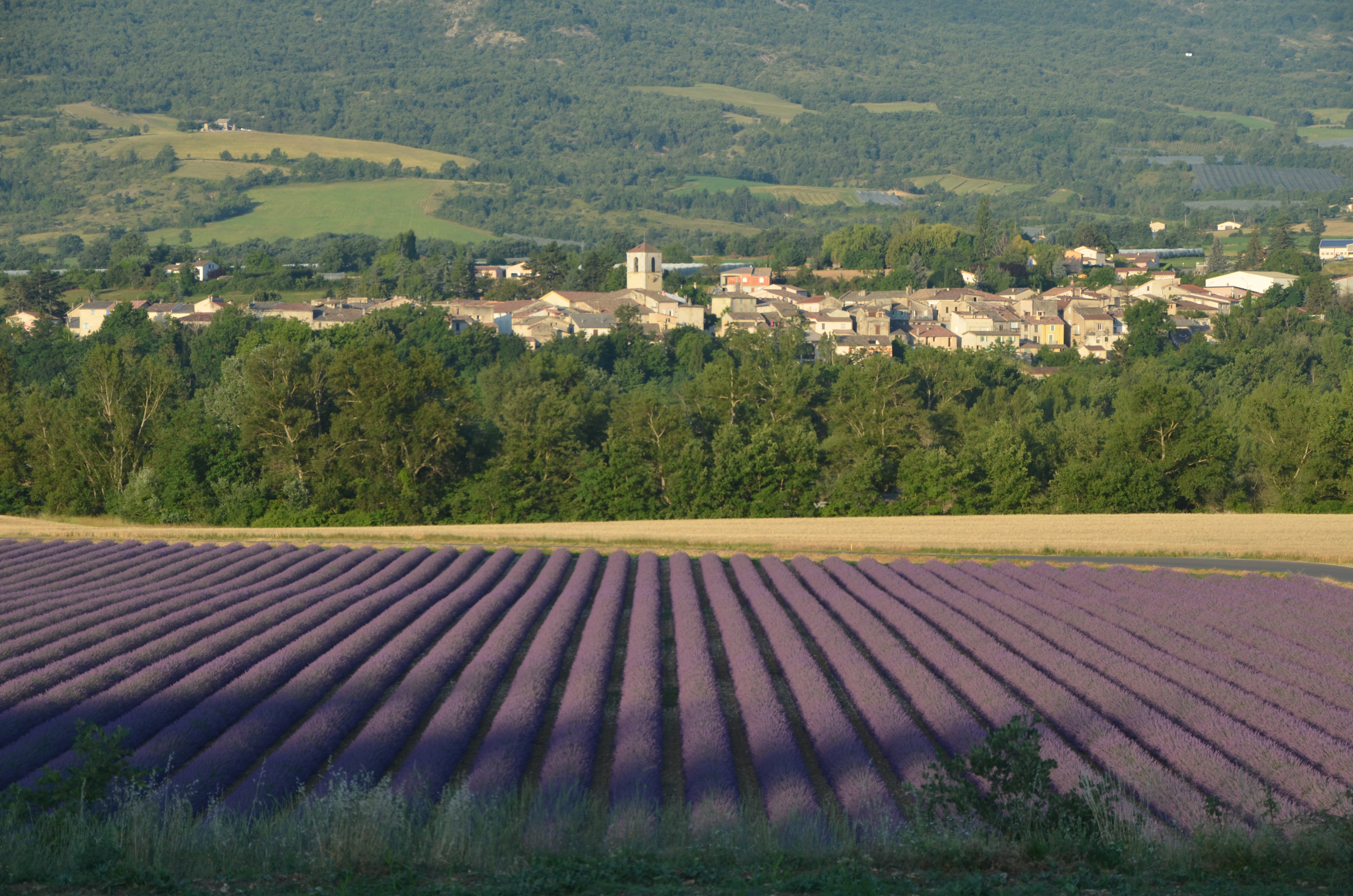 Le village et les champs de lavande