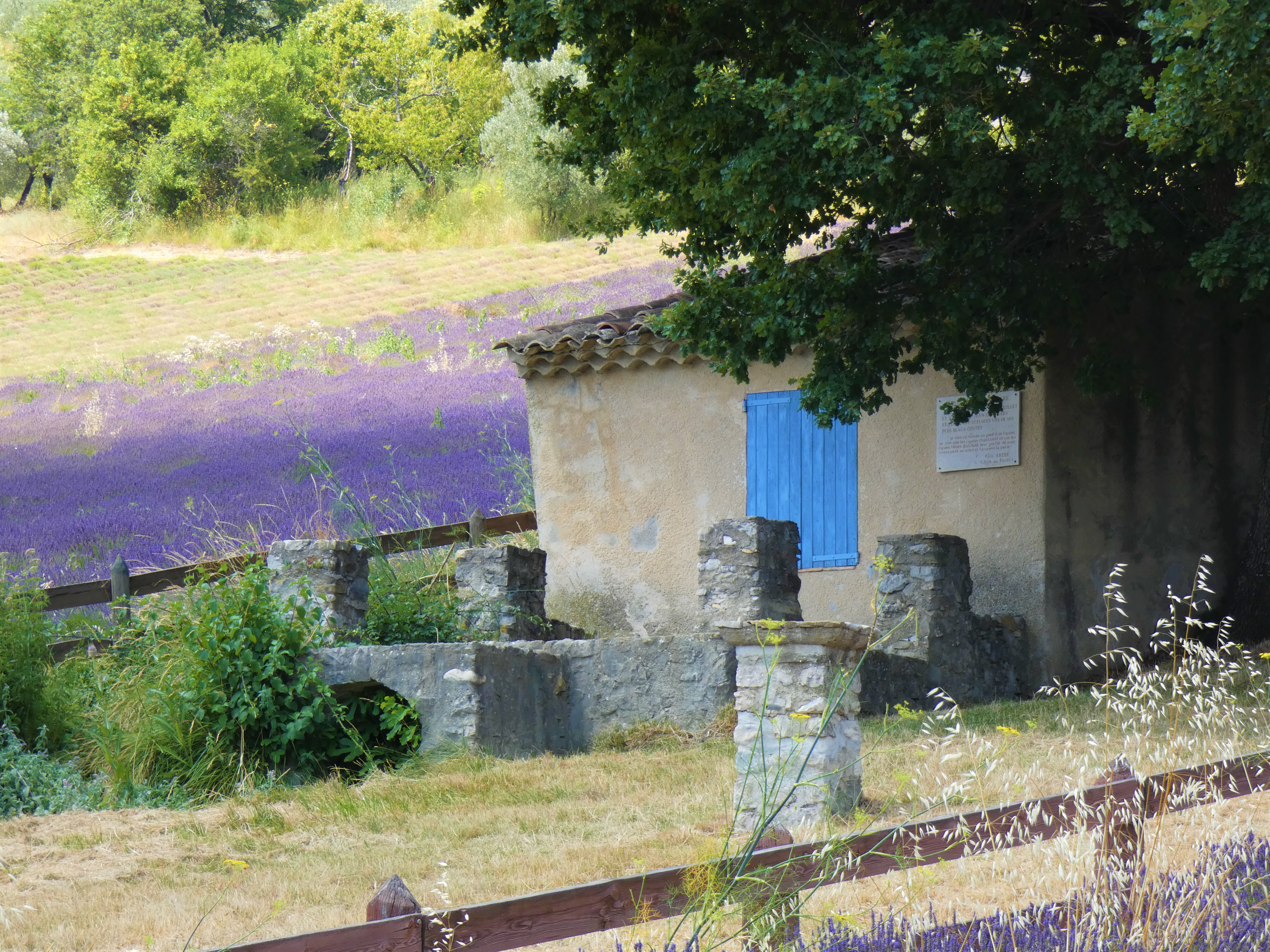 Le Bastidon de la Cigalière entouré de lavandes