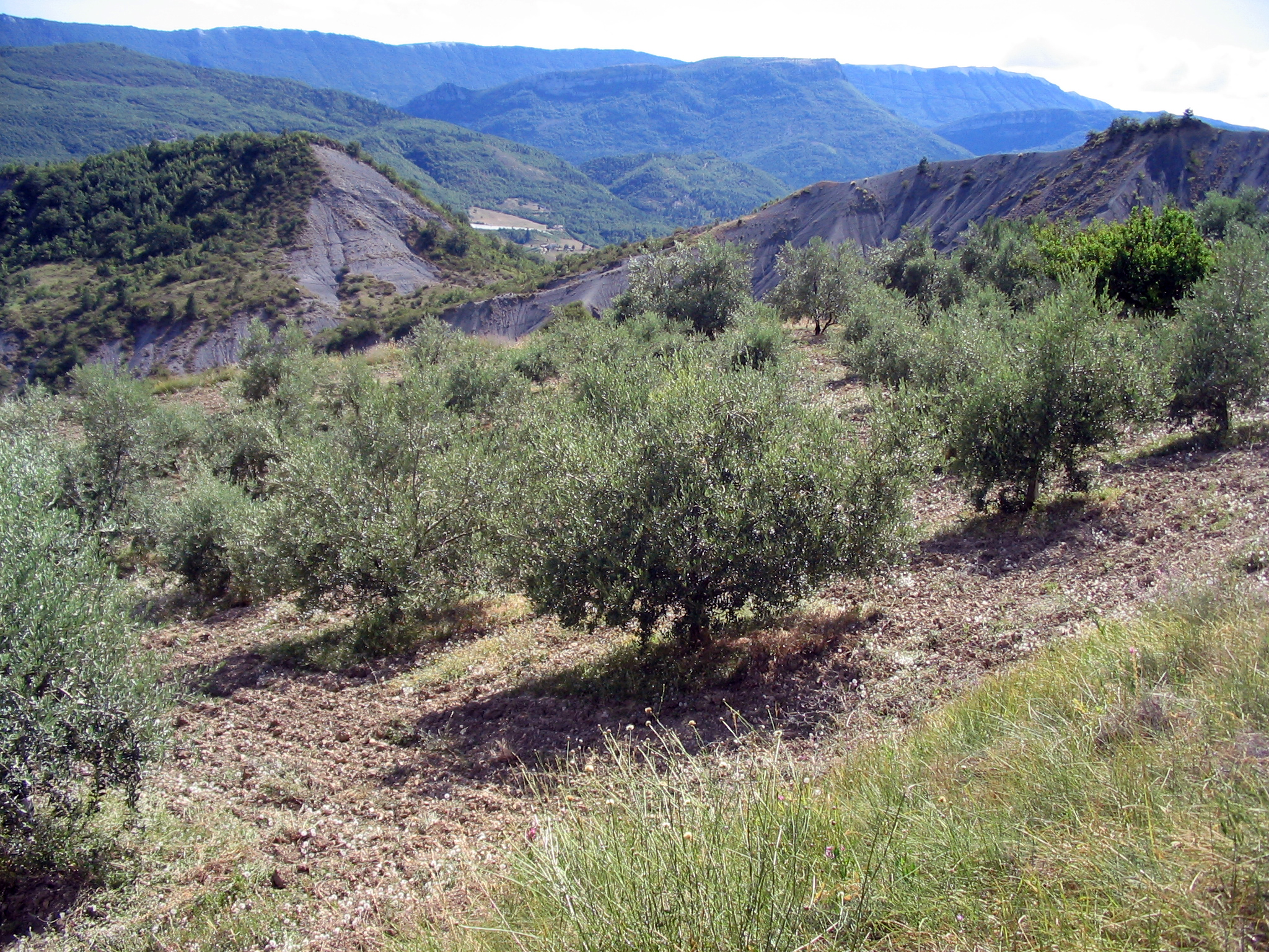 Les Oulettes - Sisteron