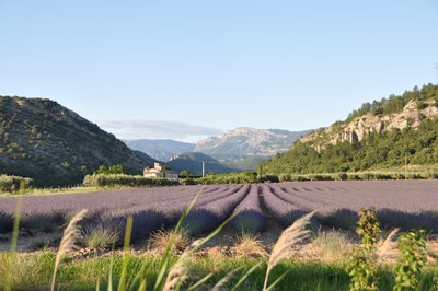 Vue sur champ de lavande