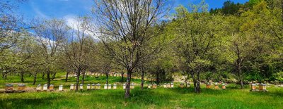 Essaims de printemps