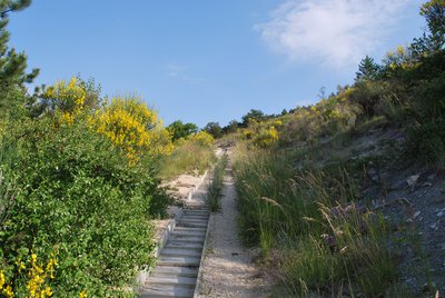 Sentier bordé de Genêts