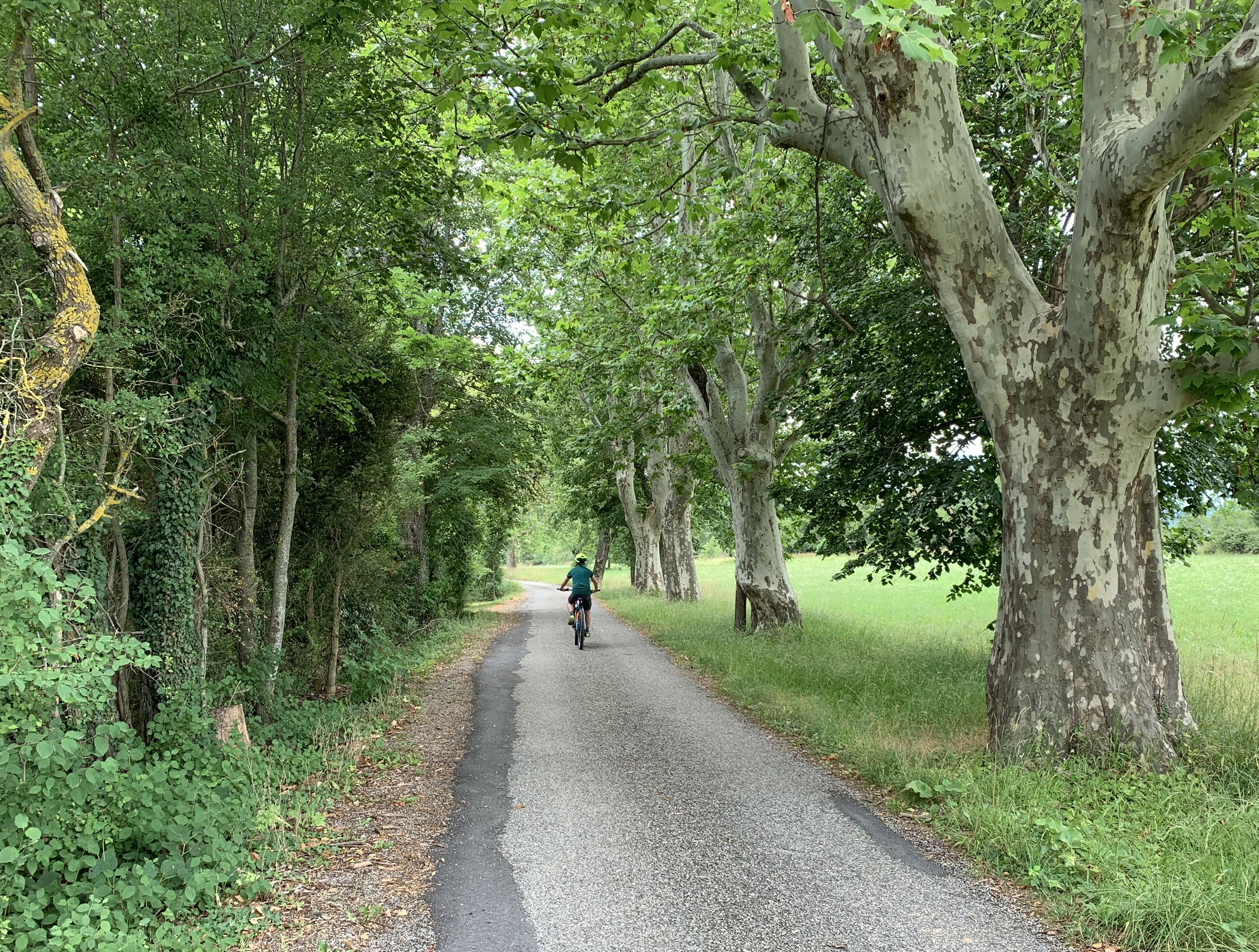 Chemin ombragé sur le plateau de Saint-Didier