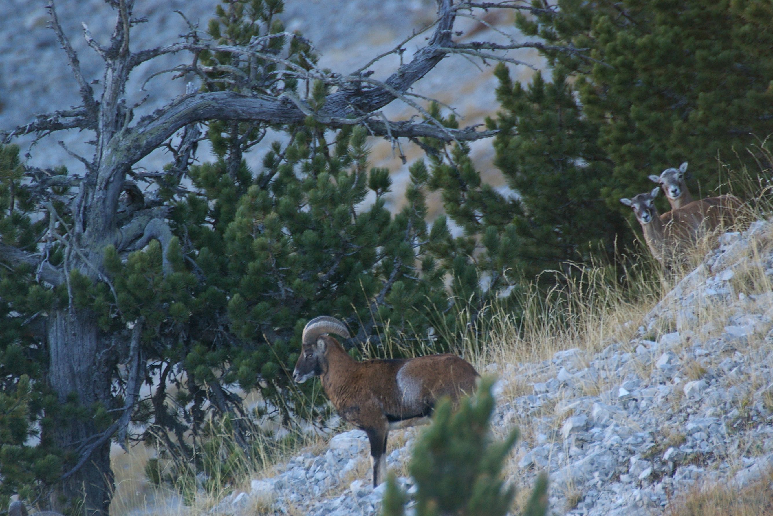 Observation des mouflons dans le massif des Monges