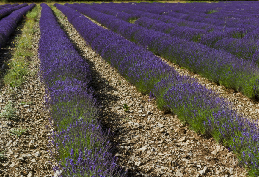 Plateau recouvert de lavande