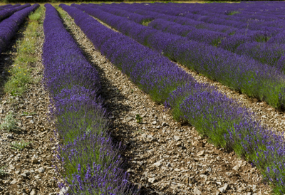 Plateau recouvert de lavande