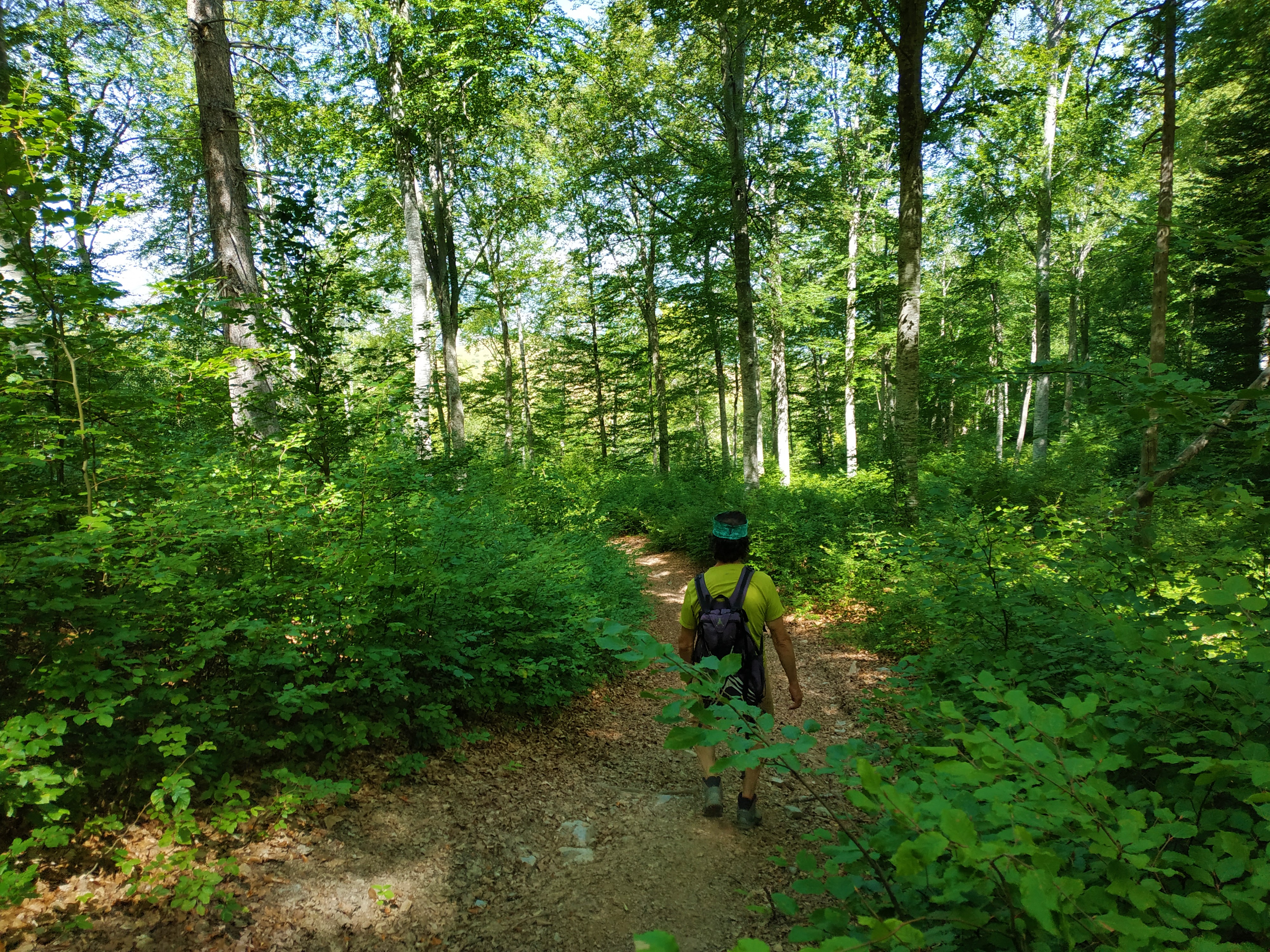 Passage en sous-bois