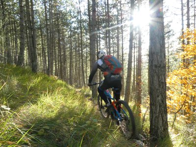 Charmant sentier en sous-bois