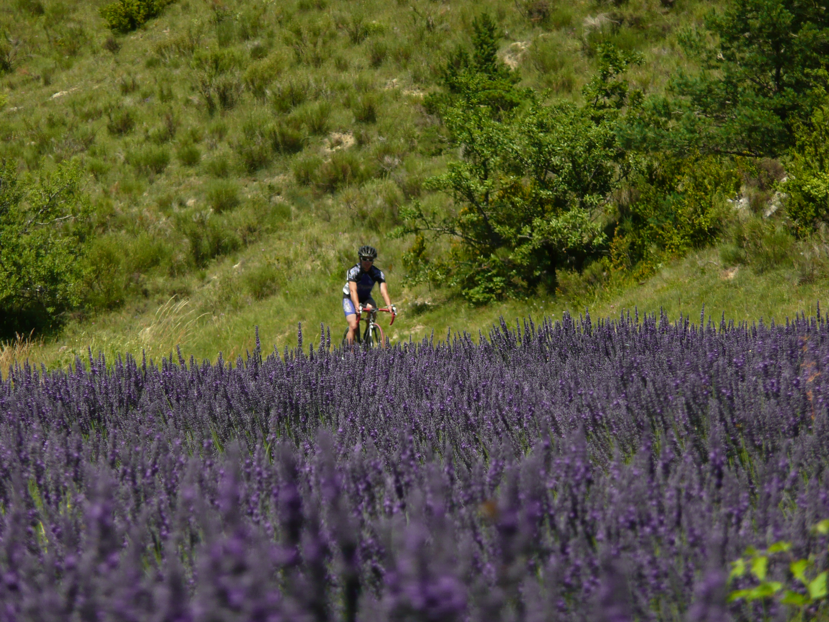 Passage dans les lavandes